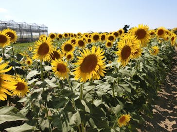 淡路ファームパーク イングランドの丘に投稿された画像（2024/8/13）