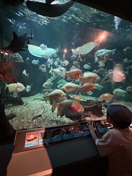 世界淡水魚園水族館　アクア・トトぎふに投稿された画像（2024/8/13）
