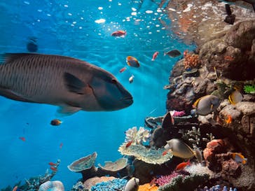 城崎マリンワールドに投稿された画像（2024/8/13）