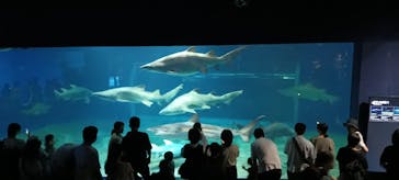 アクアワールド茨城県大洗水族館に投稿された画像（2024/8/13）