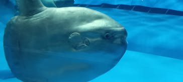 アクアワールド茨城県大洗水族館に投稿された画像（2024/8/13）