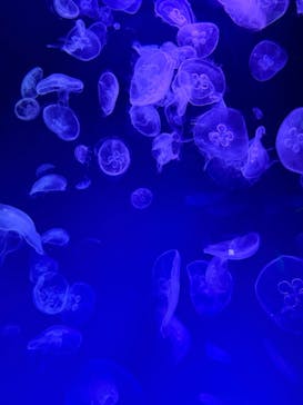 名古屋港水族館に投稿された画像（2024/8/13）