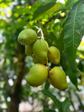 アロハガーデンたてやまに投稿された画像（2024/8/14）