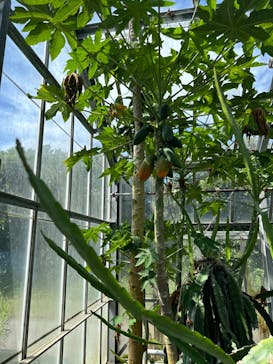 アロハガーデンたてやまに投稿された画像（2024/8/14）