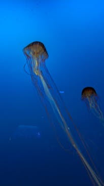 新江ノ島水族館に投稿された画像（2024/8/14）