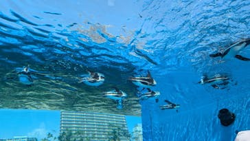 サンシャイン水族館に投稿された画像（2024/8/14）