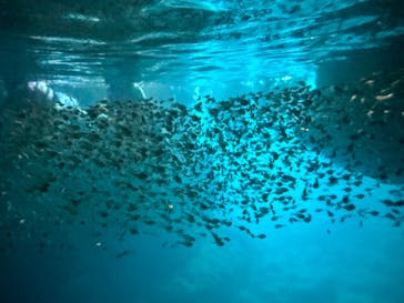 沖縄ネイチャーコーディネート・アンダゴに投稿された画像（2024/8/14）