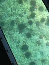 青の洞窟 小樽グラスボートに投稿された画像（2024/8/14）