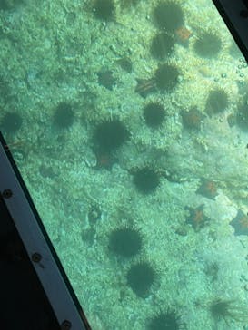 青の洞窟 小樽グラスボートに投稿された画像（2024/8/14）