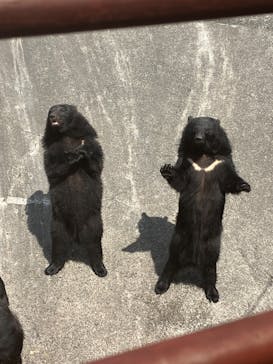 奥飛騨クマ牧場に投稿された画像（2024/8/14）