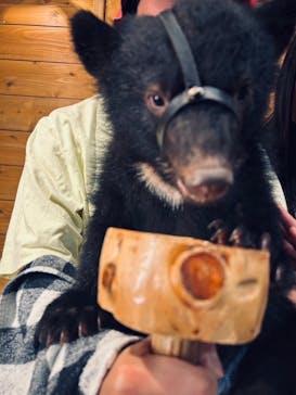 奥飛騨クマ牧場に投稿された画像（2024/8/14）