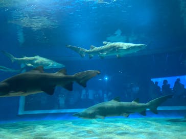 アクアワールド茨城県大洗水族館に投稿された画像（2024/8/14）