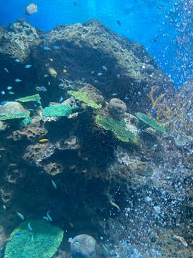 アクアワールド茨城県大洗水族館に投稿された画像（2024/8/14）