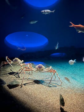 アクアワールド茨城県大洗水族館に投稿された画像（2024/8/14）
