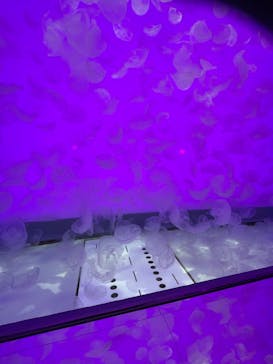 アクアワールド茨城県大洗水族館に投稿された画像（2024/8/14）