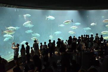 葛西臨海水族園に投稿された画像（2024/8/14）