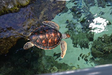 葛西臨海水族園に投稿された画像（2024/8/14）