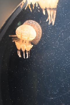 葛西臨海水族園に投稿された画像（2024/8/14）