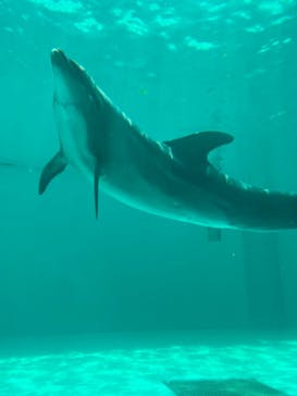 しながわ水族館に投稿された画像（2024/8/14）