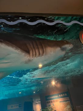 しながわ水族館に投稿された画像（2024/8/14）