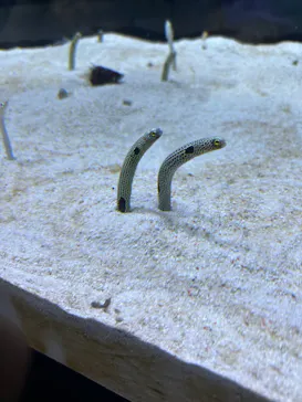 すみだ水族館に投稿された画像（2024/8/14）