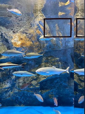 のとじま水族館に投稿された画像（2024/8/14）