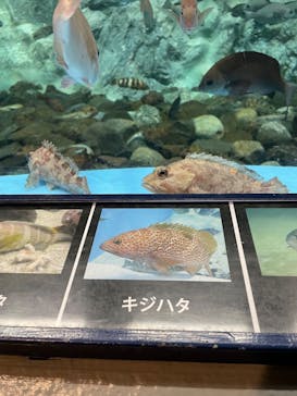 のとじま水族館に投稿された画像（2024/8/14）