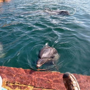 ドルフィンファンタジーに投稿された画像（2024/8/14）