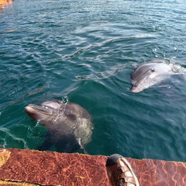 ドルフィンファンタジーに投稿された画像（2024/8/14）