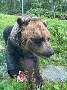 サホロリゾート　ベア･マウンテンに投稿された画像（2024/8/14）