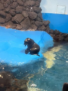 ゼロ距離水族館 伊勢シーパラダイスに投稿された画像（2024/8/14）