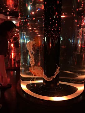 マクセル アクアパーク品川に投稿された画像（2024/8/14）