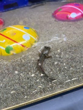 マクセル アクアパーク品川に投稿された画像（2024/8/14）