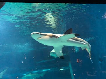 アクアワールド茨城県大洗水族館に投稿された画像（2024/8/14）
