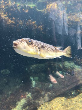 アクアワールド茨城県大洗水族館に投稿された画像（2024/8/14）
