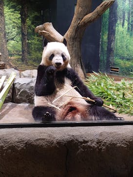 恩賜上野動物園に投稿された画像（2024/8/14）