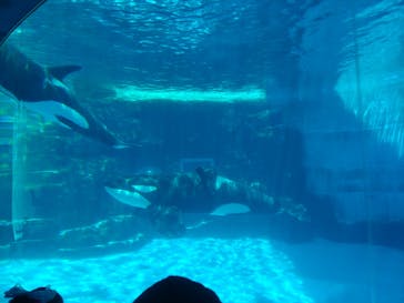 名古屋港水族館に投稿された画像（2024/8/14）