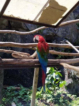 伊豆シャボテン動物公園に投稿された画像（2024/8/14）
