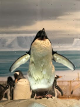 名古屋港水族館に投稿された画像（2024/8/14）