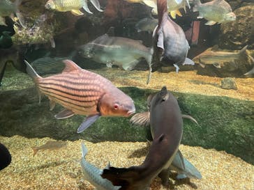 世界淡水魚園水族館　アクア・トトぎふに投稿された画像（2024/8/14）