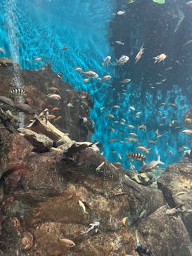 世界淡水魚園水族館　アクア・トトぎふに投稿された画像（2024/8/14）