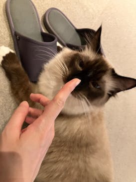 猫カフェモカ　神戸三宮店に投稿された画像（2024/8/14）