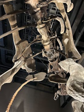 福井県立恐竜博物館に投稿された画像（2024/8/14）