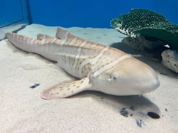 アクアワールド茨城県大洗水族館に投稿された画像（2024/8/14）