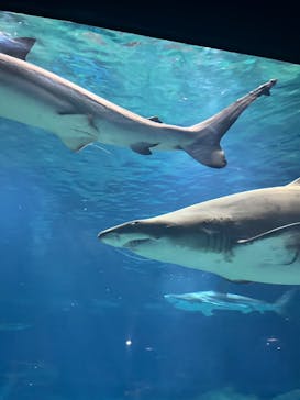 アクアワールド茨城県大洗水族館に投稿された画像（2024/8/14）