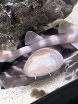 アクアワールド茨城県大洗水族館に投稿された画像（2024/8/14）