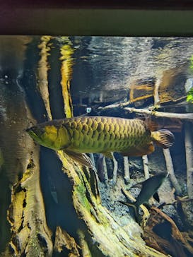 サンシャイン水族館に投稿された画像（2024/8/14）