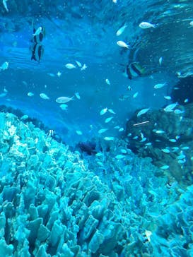 サンシャイン水族館に投稿された画像（2024/8/14）