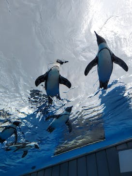 サンシャイン水族館に投稿された画像（2024/8/14）
