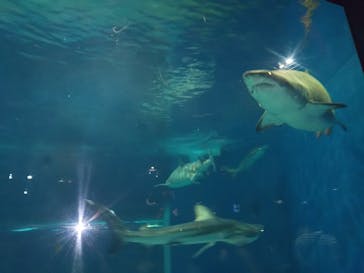 アクアワールド茨城県大洗水族館に投稿された画像（2024/8/14）
